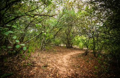 Parque Provincial Fuerte Esperanza: una experiencia inmersiva en el monte chaqueño