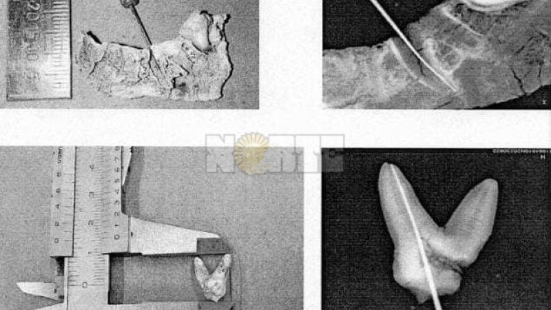 Causa Cecilia: dudas por restos dentarios obligan a un estudio genético