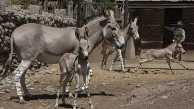 Nació un asno somalí en peligro crítico de extinción y se renuevan las esperanzas