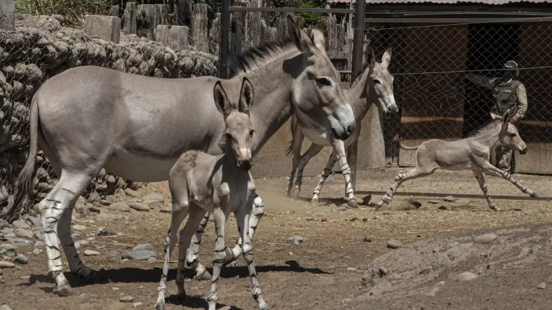 Nació un asno somalí en peligro crítico de extinción y se renuevan las esperanzas