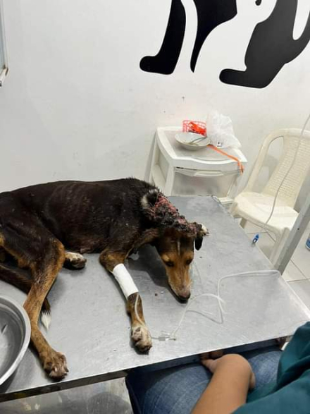 perrita quemada 1.jfif