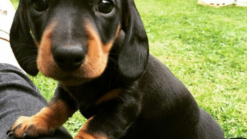 Día Mundial del Perro: ¿por qué se celebra el 21 de julio?