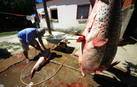 pescado.jpg