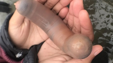 peces-pene2.jpg