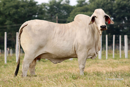 Caa-Cupe-brahman.jpg