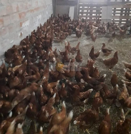 gallinas.jpg
