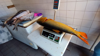 El kilo de pescado subió a 3200 pesos y superó al costo de la carne vacuna