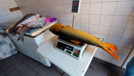 carne.jpg