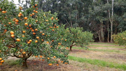cropped-mandarinas-arbol.jpg