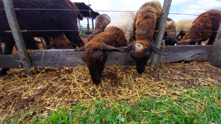 rural6.jpg