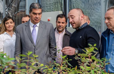 La clonación de eucaliptus está en marcha en el Chaco