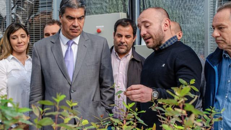 La clonación de eucaliptus está en marcha en el Chaco