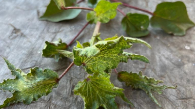 Picudo, derivas de hormonales y los precios del producto