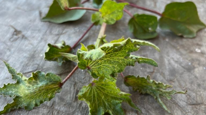 Picudo, derivas de hormonales y los precios del producto