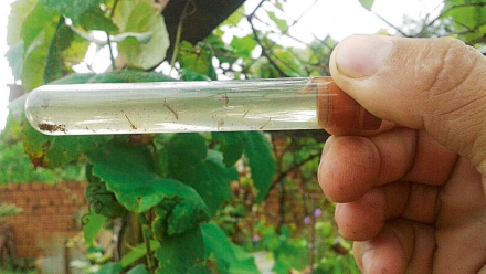 mosquitos-aedes-aegypti-en-misiones-1651134.jpg