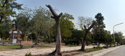 arboricidio san martin1.jpg