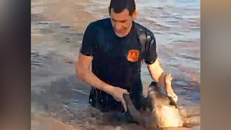 Bombero entrerriano se jugó la vida por una perra que se ahogaba