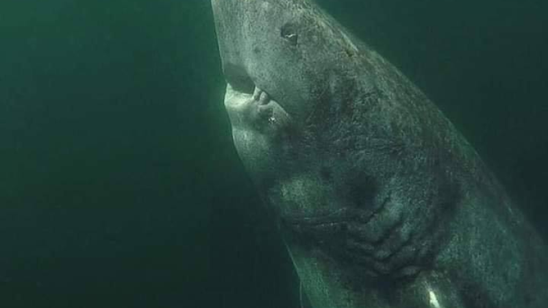 El tiburón más viejo del mundo vive en Groenlandia y tendría más de 500 años
