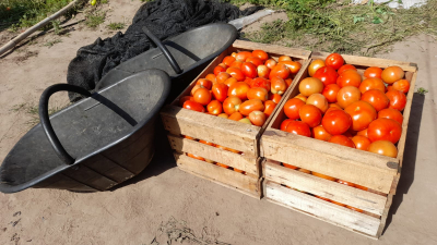 Capacitación sobre el virus rugoso del tomate en el Chaco