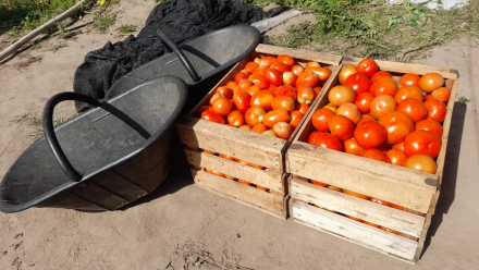 23-09-29_chaco_capacitacion_virus_rugoso_tomate_8.jpeg