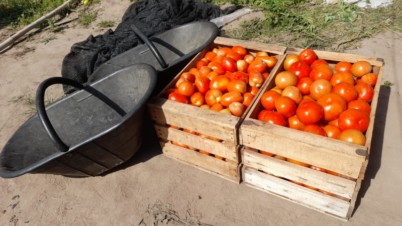 Capacitación sobre el virus rugoso del tomate en el Chaco