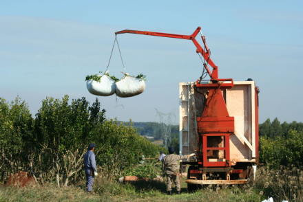 yerba.jpg