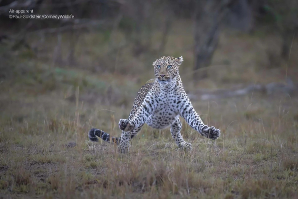 Las fotos más divertidas de animales del Comedy Wildlife Photography Awards 2023