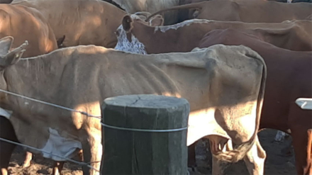 vacas-sequia.jpg