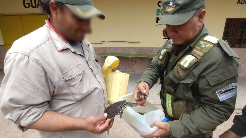 Gendarmes rescatan tortugas que eran transportadas ilegalmente