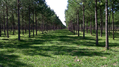 Empresas forestales se encaminan hacia un futuro sostenible