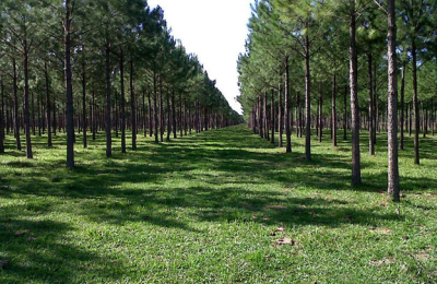 Empresas forestales se encaminan hacia un futuro sostenible 