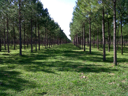 forestacion-en-corrientes.jpg