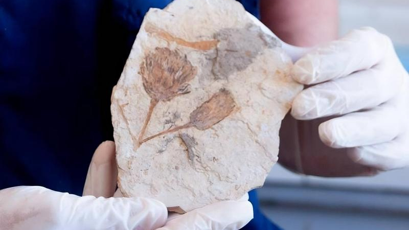 Devuelven a Río Negro una colección de 6400 fósiles
