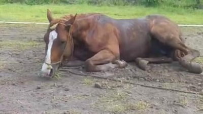 Senasa confirmó que hay encefalomielitis equina en el NEA