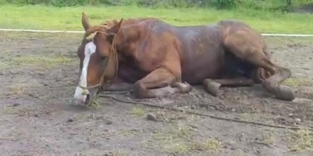 caballo.jpg