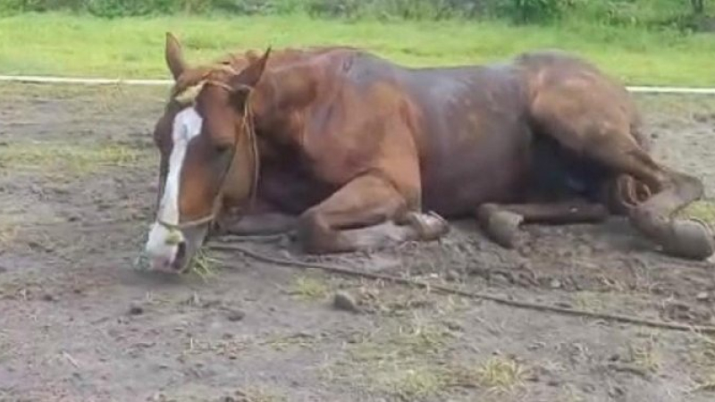 Senasa confirmó que hay encefalomielitis equina en el NEA