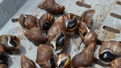 Reaparecen los temidos caracoles africanos en Paraguay