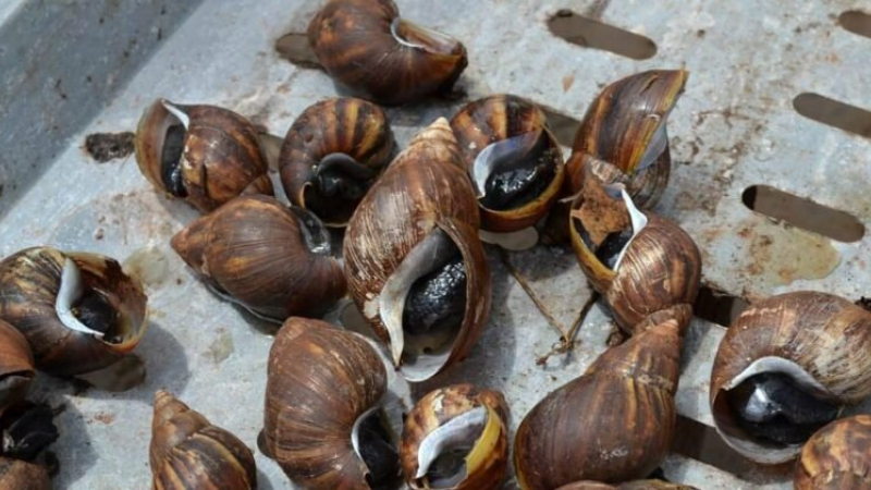 Reaparecen los temidos caracoles africanos en Paraguay