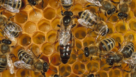 Apis_mellifera2.jpg