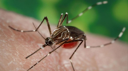 dengue2.jpg