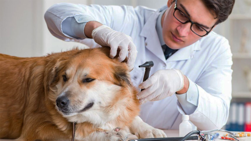 Crearon una herramienta para prevenir la aparición de parvovirus