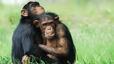 Según la ciencia los primeros primates vivían en pareja