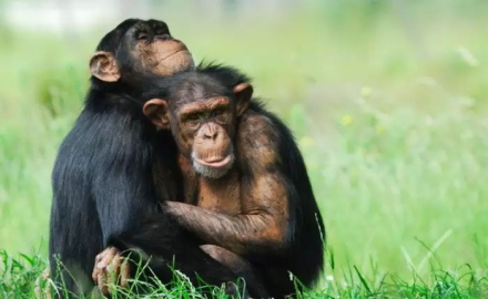 primates2.jpg