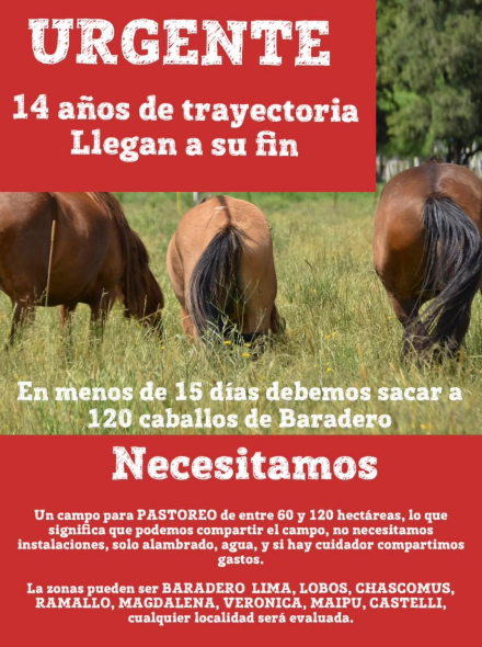 caballos baradero.jpg