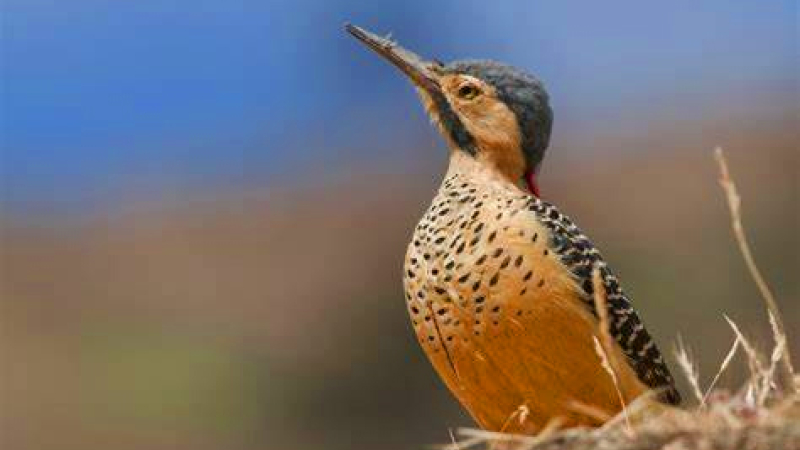 El encuentro de observadores de aves más importante de América regresa a la Argentina tras 8 años