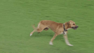 Un perro interrumpió el partido entre San Lorenzo y Unión