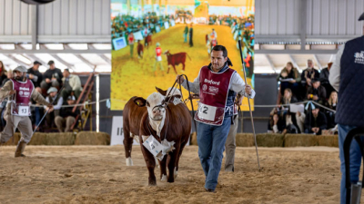 Celebrarán los 70 años de la Asociación de Criadores Brahman