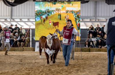 Celebrarán los 70 años de la Asociación de Criadores Brahman