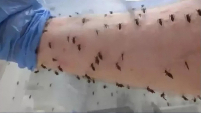 Alarma por una nueva invasión de mosquitos