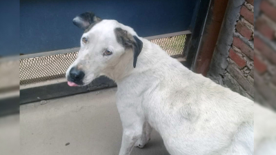 Solicitan ayuda para el tratamiento de una perrita con retención de líquidos